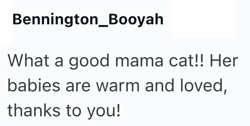 Bennington_Booyah What a good mama cat!! Her babies are warm and loved, thanks to you!