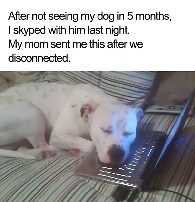 After not seeing my dog in 5 months, I skyped with him last night. My mom sent me this after we disconnected.