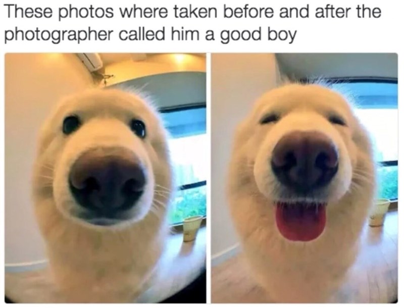 These photos where taken before and after the photographer called him a good boy