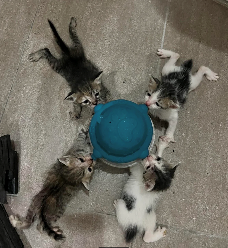 Cheezburger Image 10617550592