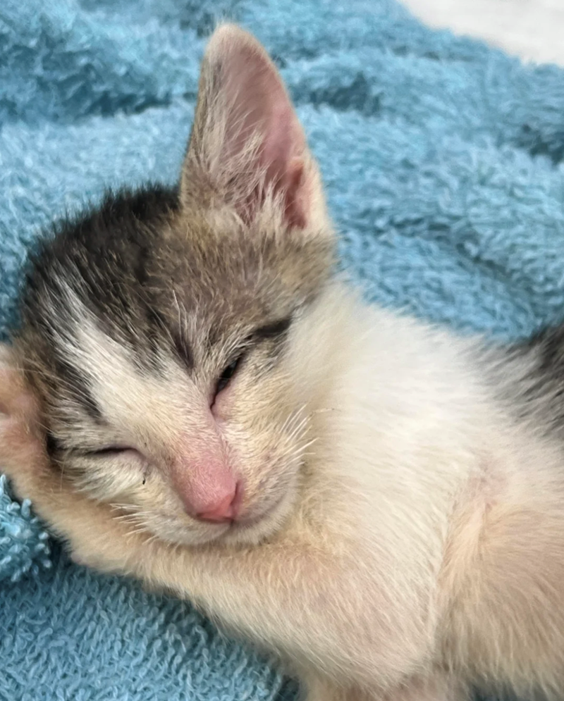 Cheezburger Image 10617551104