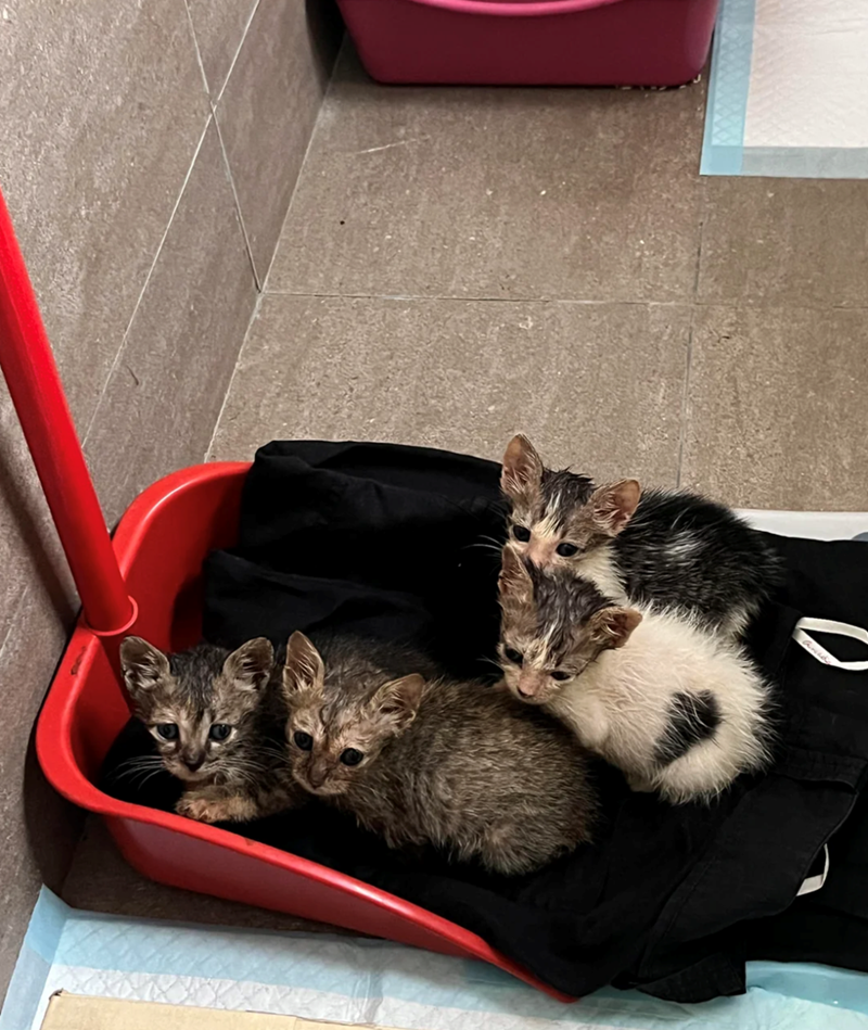 Cheezburger Image 10617551360