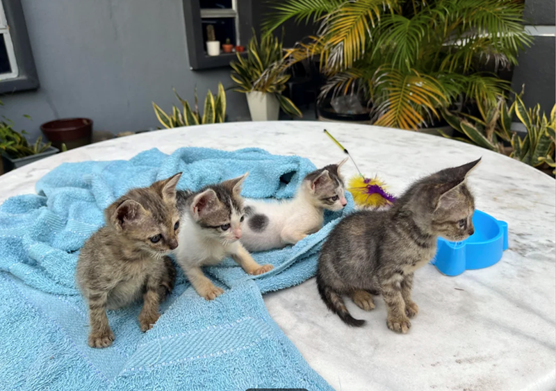 Cheezburger Image 10617551616