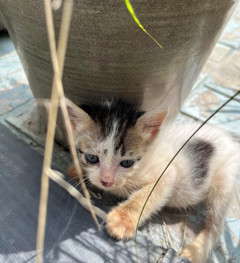 Cheezburger Image 10617551872