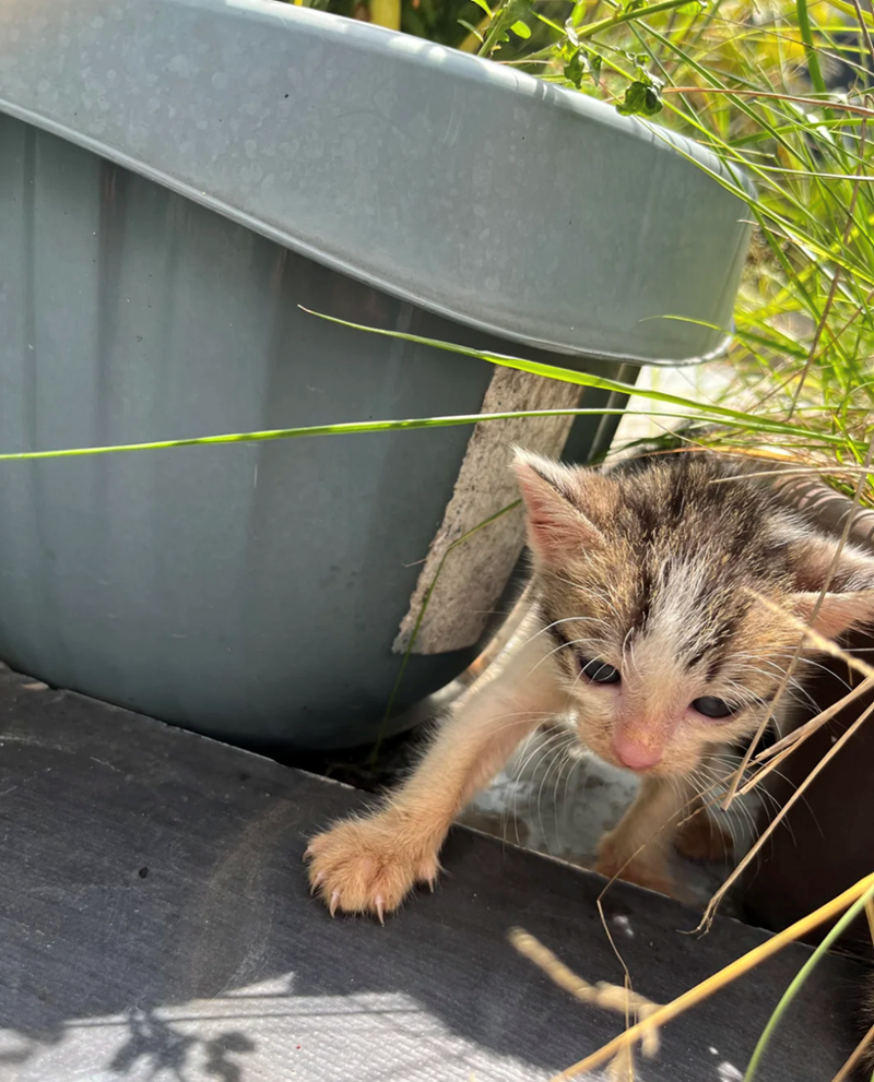 Cheezburger Image 10617552128