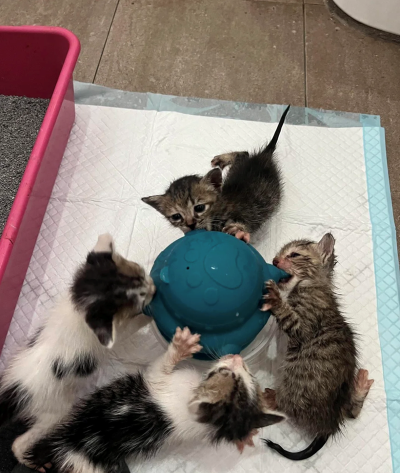 Cheezburger Image 10617552384