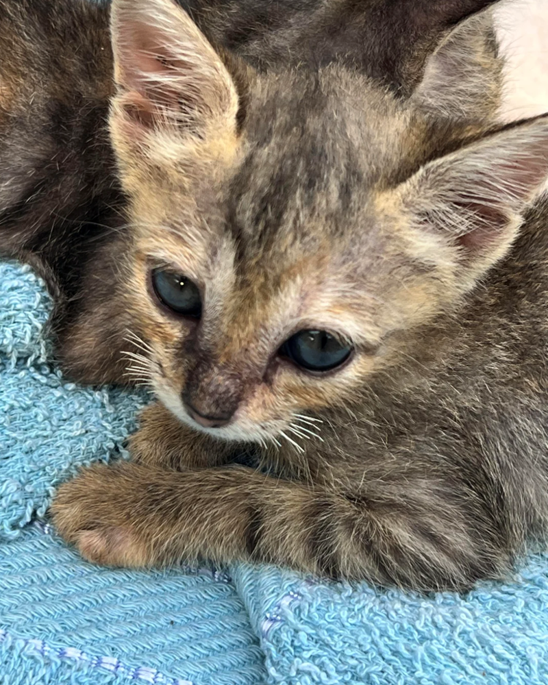 Cheezburger Image 10617552640