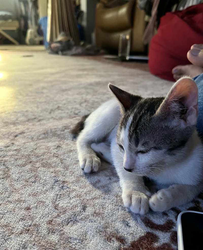 Cheezburger Image 10617553152