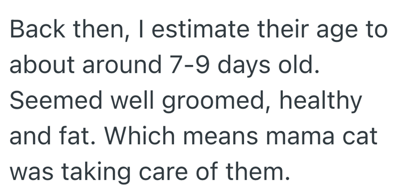 Back then, I estimate their age to about around 7-9 days old. Seemed well groomed, healthy and fat. Which means mama cat was taking care of them.