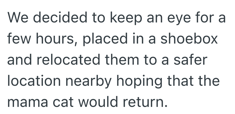 We decided to keep an eye for a few hours, placed in a shoebox and relocated them to a safer location nearby hoping that the mama cat would return.