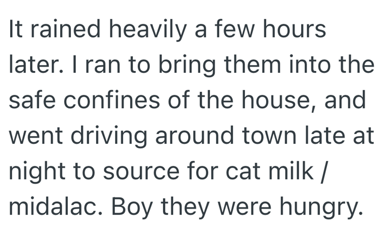 It rained heavily a few hours later. I ran to bring them into the safe confines of the house, and went driving around town late at night to source for cat milk / midalac. Boy they were hungry.
