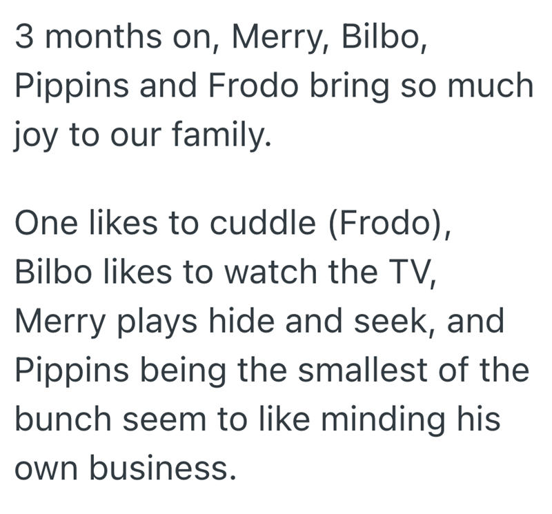 3 months on, Merry, Bilbo, Pippins and Frodo bring so much joy to our family. One likes to cuddle (Frodo), Bilbo likes to watch the TV, Merry plays hide and seek, and Pippins being the smallest of the bunch seem to like minding his own business.