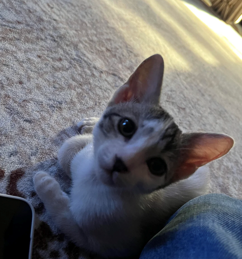 Cheezburger Image 10617554432