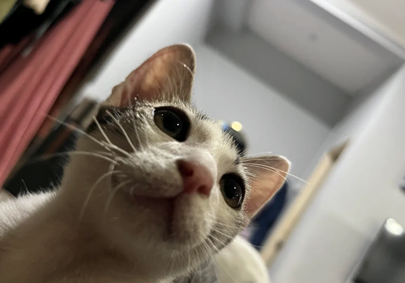 Cheezburger Image 10617554688