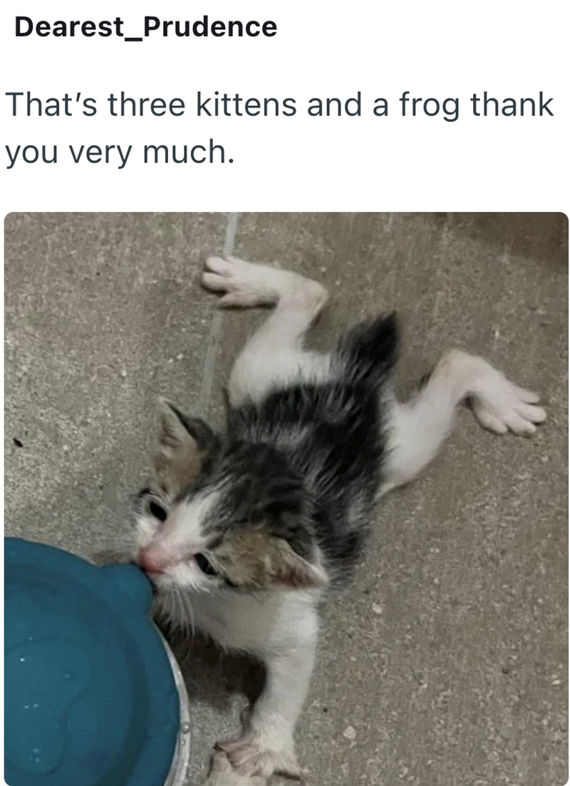 Dearest Prudence That's three kittens and a frog thank you very much.