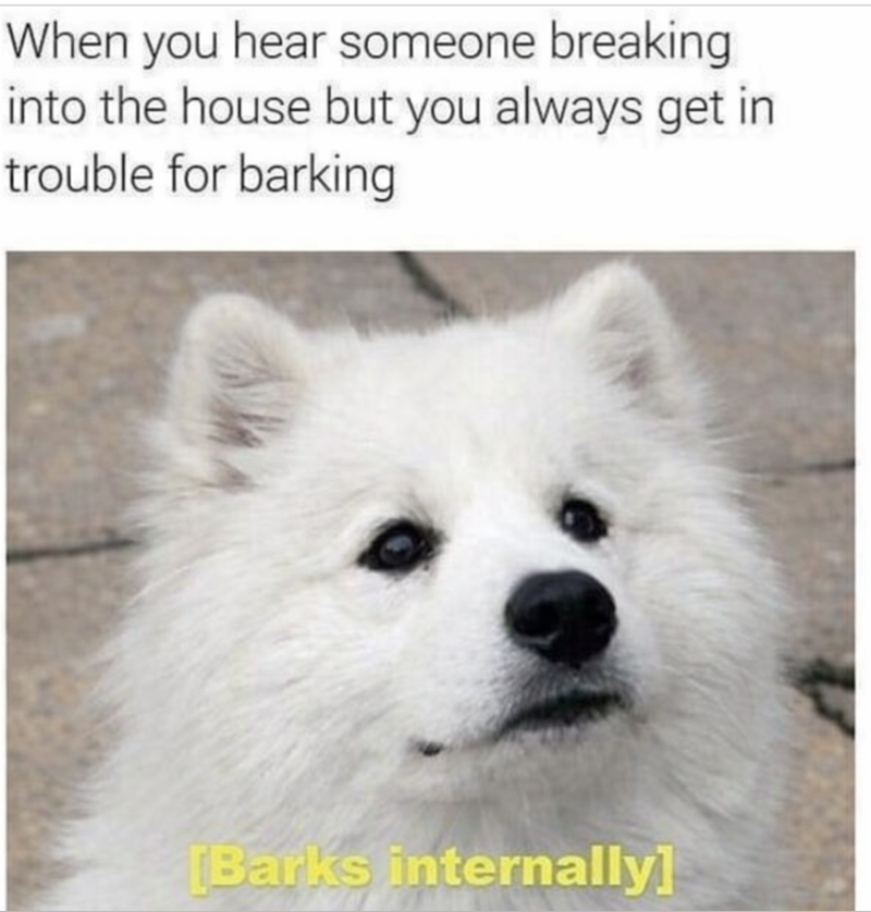 When you hear someone breaking into the house but you always get in trouble for barking [Barks internally]