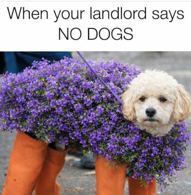 When your landlord says NO DOGS