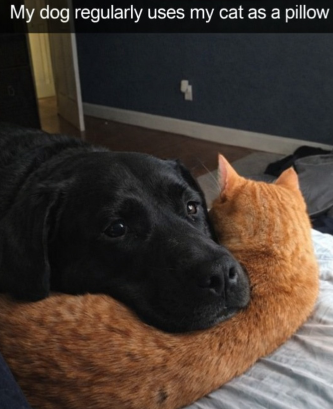 My dog regularly uses my cat as a pillow