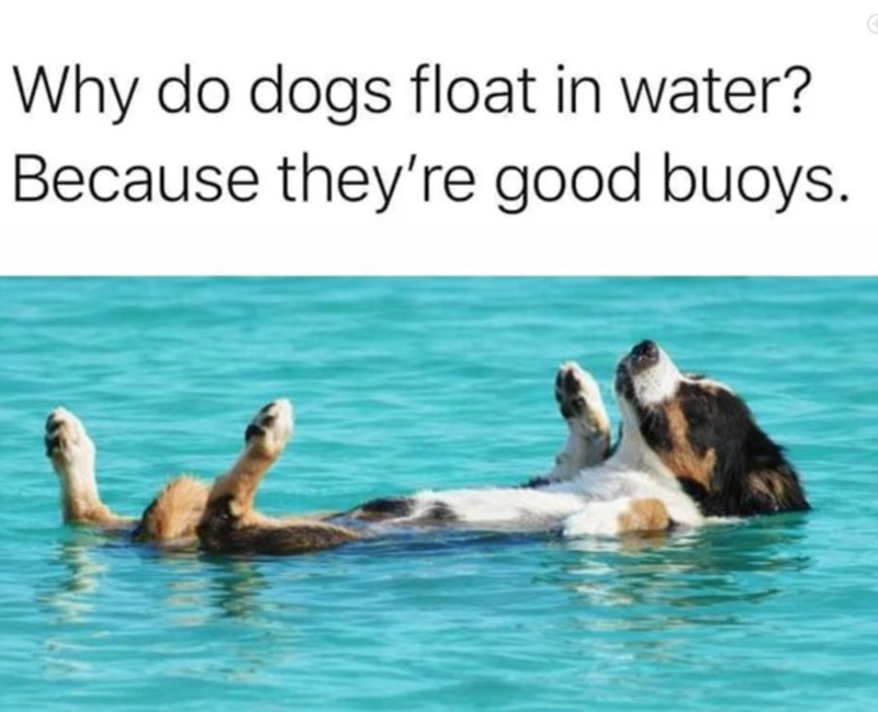Why do dogs float in water? Because they're good buoys.
