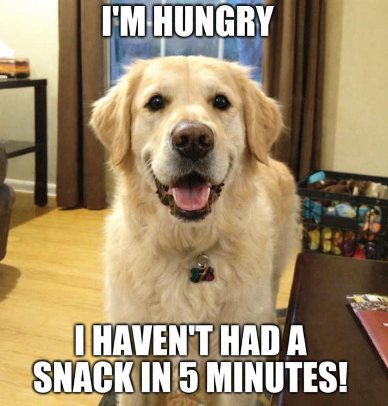 I'M HUNGRY I HAVEN'T HAD A SNACK IN 5 MINUTES!
