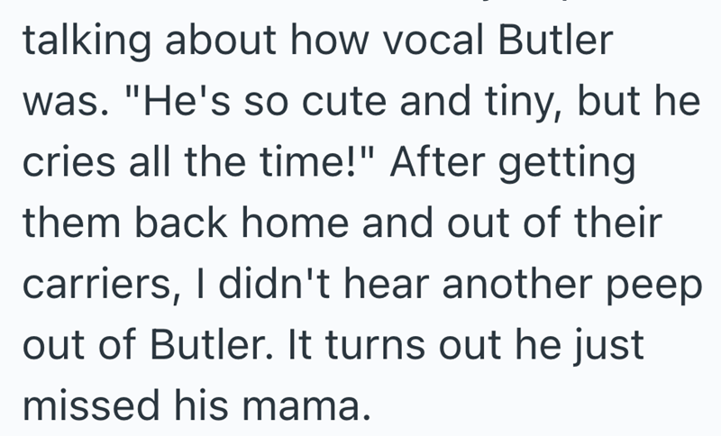 talking about how vocal Butler was. "He's so cute and tiny, but he cries all the time!" After getting them back home and out of their carriers, I didn't hear another peep. out of Butler. It turns out he just missed his mama.