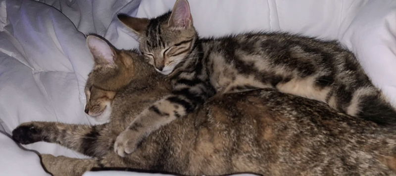 Cheezburger Image 10617564928