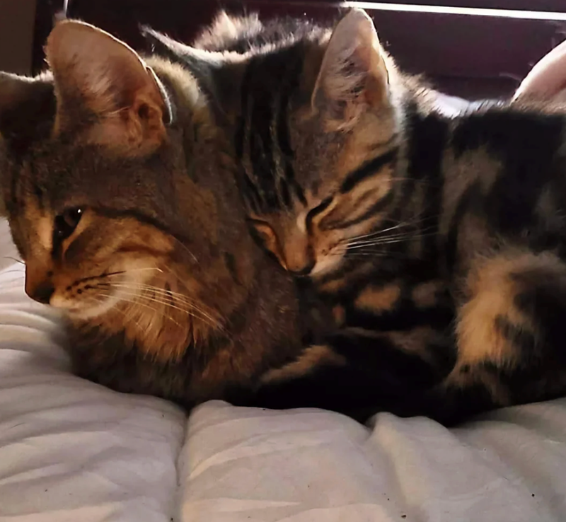 Cheezburger Image 10617565184