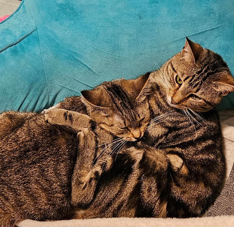 Cheezburger Image 10617565440