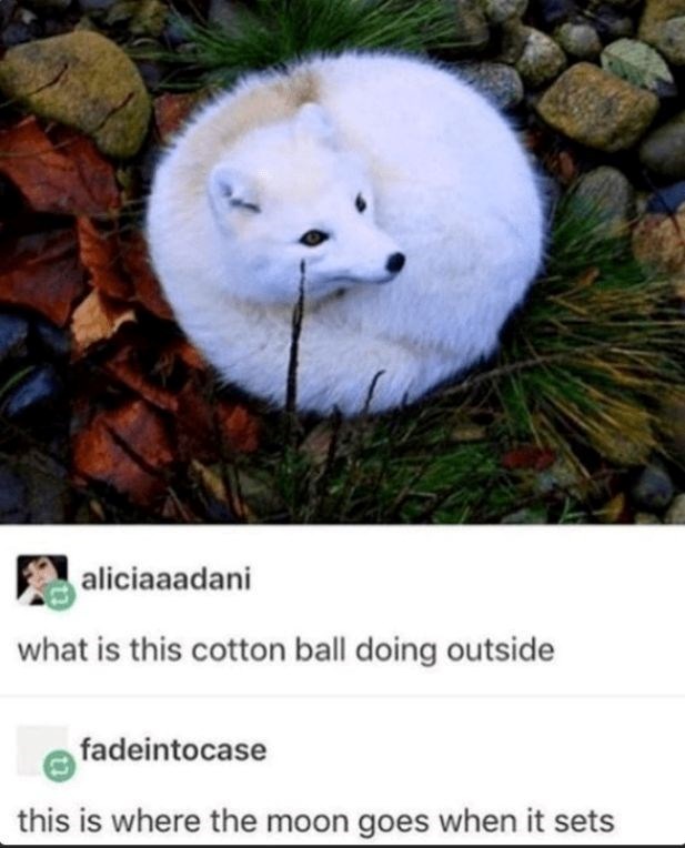 aliciaaadani what is this cotton ball doing outside fadeintocase this is where the moon goes when it sets