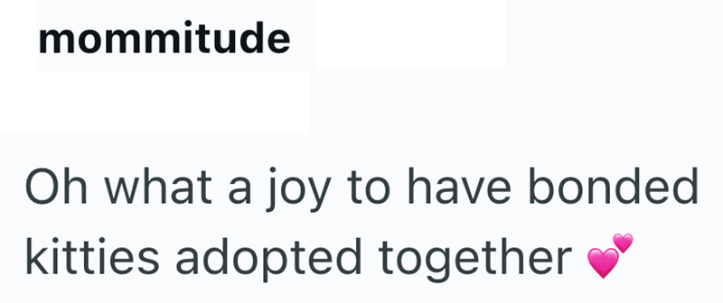 mommitude Oh what a joy to have bonded kitties adopted together