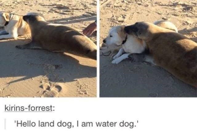 kirins-forrest: 'Hello land dog, I am water dog.'