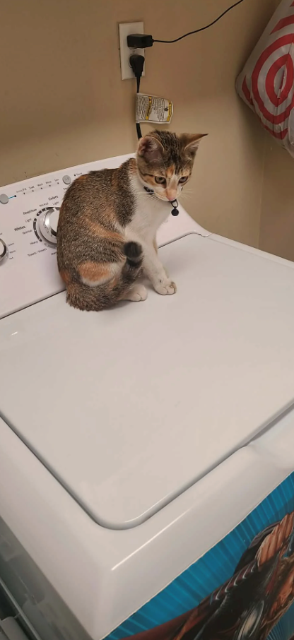 Cheezburger Image 10617577984