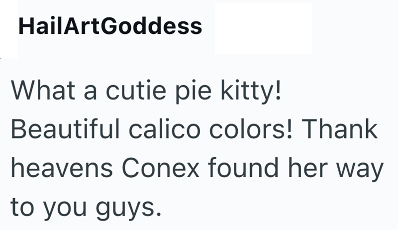 HailArtGoddess What a cutie pie kitty! Beautiful calico colors! Thank heavens Conex found her way to you guys.