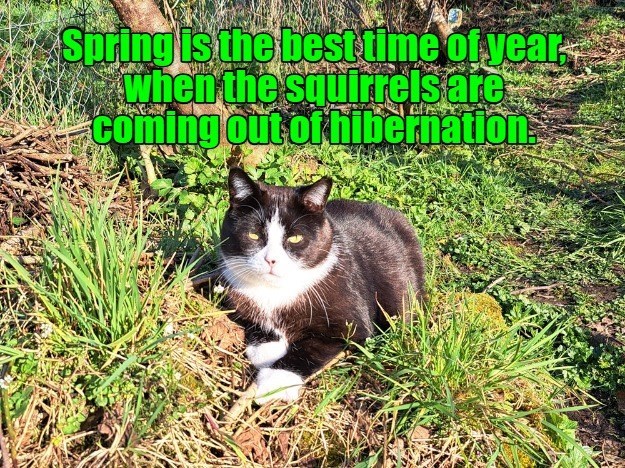 Cheezburger Image 10617594624