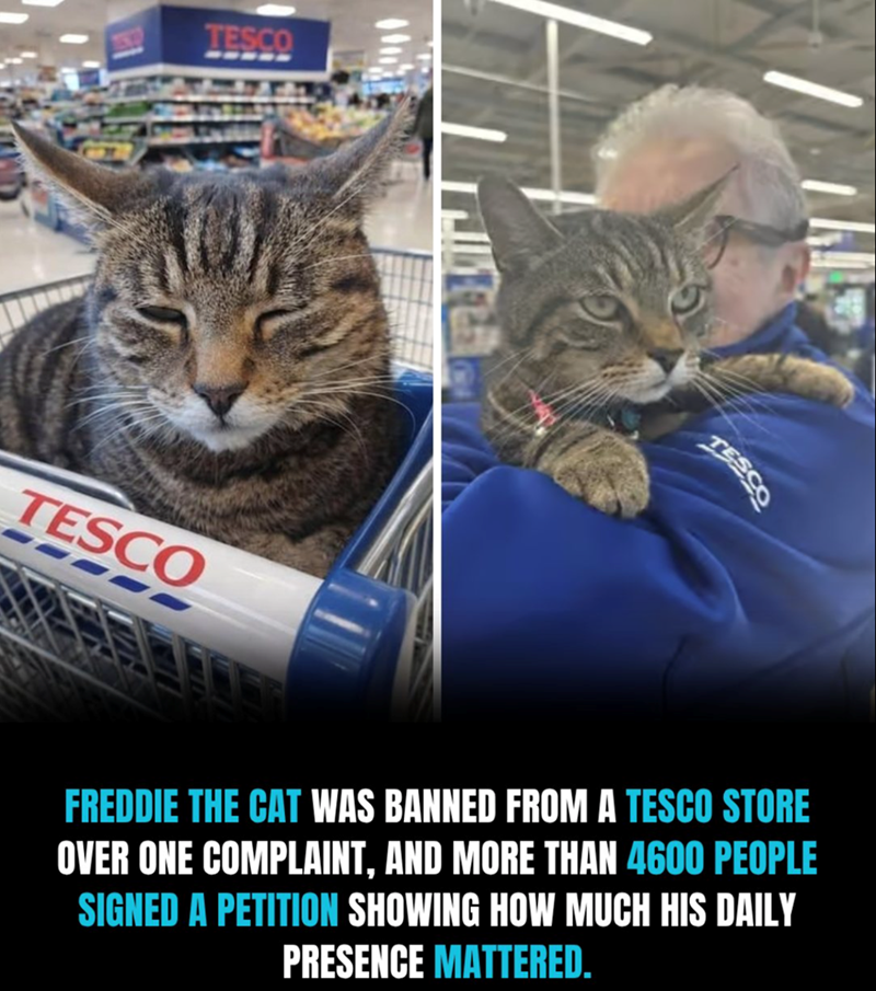 TESCO TESCO TESCO FREDDIE THE CAT WAS BANNED FROM A TESCO STORE OVER ONE COMPLAINT, AND MORE THAN 4600 PEOPLE SIGNED A PETITION SHOWING HOW MUCH HIS DAILY PRESENCE MATTERED.