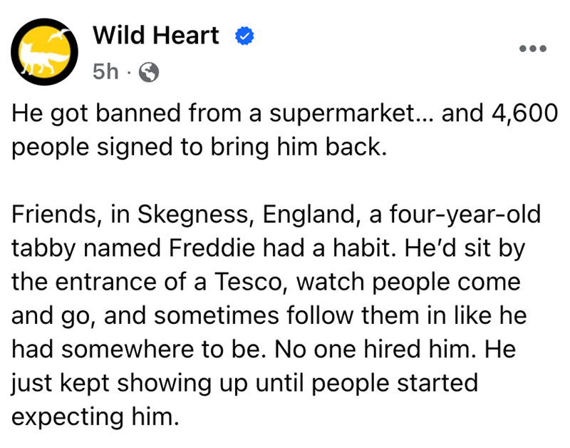 Wild Heart 5h He got banned from a supermarket... and 4,600 people signed to bring him back. Friends, in Skegness, England, a four-year-old tabby named Freddie had a habit. He'd sit by the entrance of a Tesco, watch people come and go, and sometimes follow them in like he had somewhere to be. No one hired him. He just kept showing up until people started expecting him.