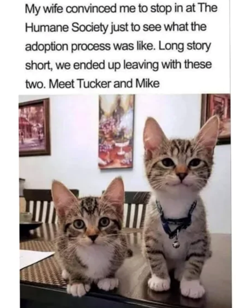 My wife convinced me to stop in at The Humane Society just to see what the adoption process was like. Long story short, we ended up leaving with these two. Meet Tucker and Mike