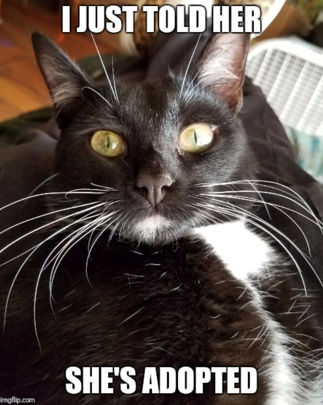 I JUST TOLD HER SHE'S ADOPTED imgflip.com