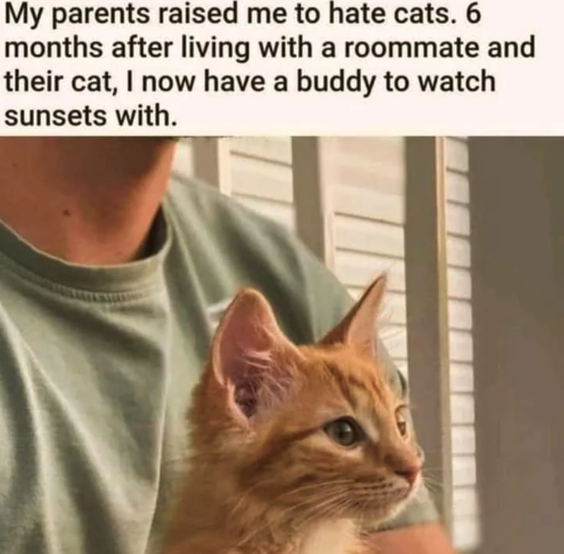My parents raised me to hate cats. 6 months after living with a roommate and their cat, I now have a buddy to watch sunsets with.