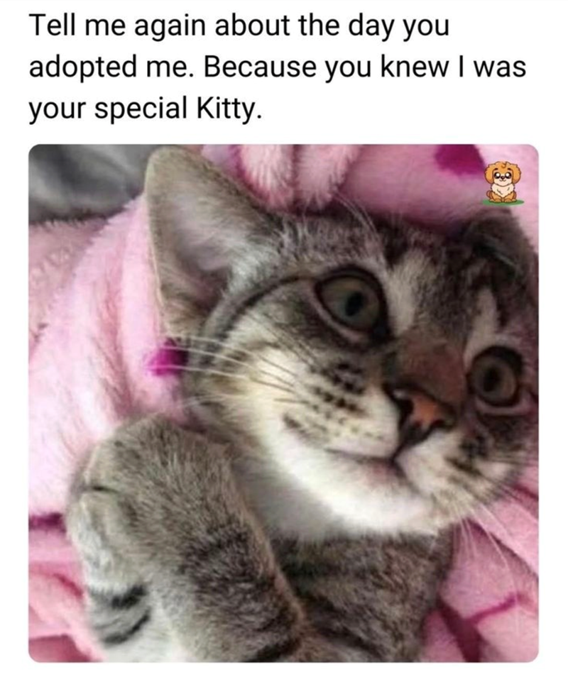 Tell me again about the day you adopted me. Because you knew I was your special Kitty.