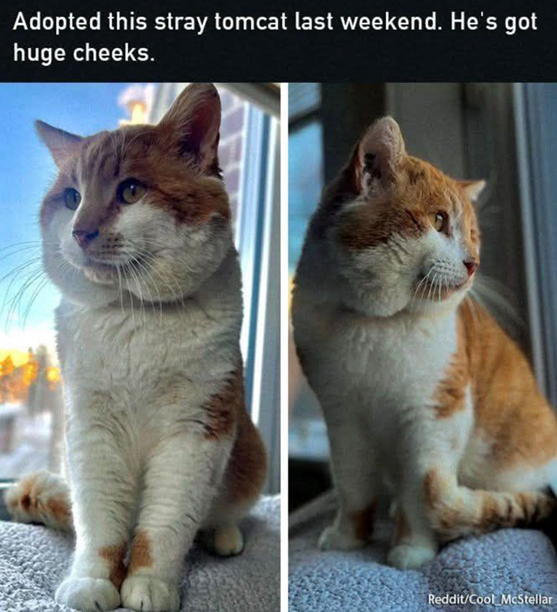 Adopted this stray tomcat last weekend. He's got huge cheeks. Reddit/Cool McStellar