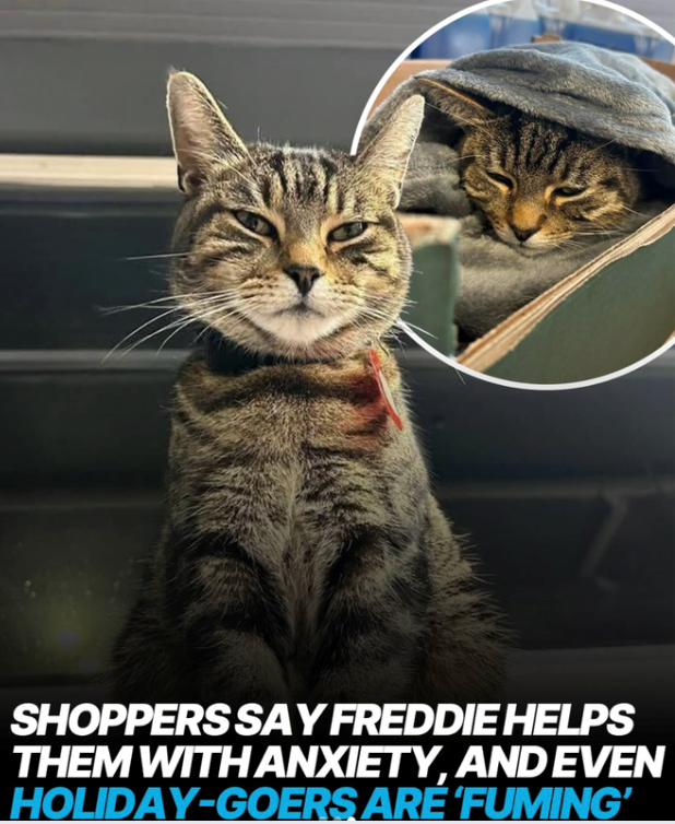 SHOPPERS SAY FREDDIE HELPS THEM WITH ANXIETY, AND EVEN HOLIDAY-GOERS ARE 'FUMING'