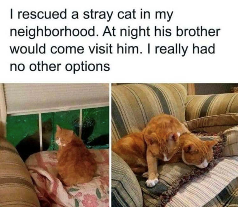 I rescued a stray cat in my neighborhood. At night his brother would come visit him. I really had no other options