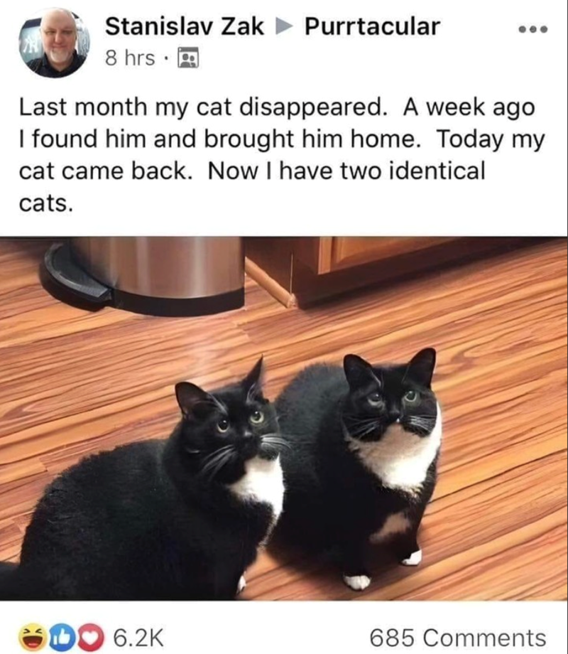 Stanislav Zak Purrtacular 8 hrs. Last month my cat disappeared. A week ago I found him and brought him home. Today my cat came back. Now I have two identical cats. DO 6.2K 685 Comments