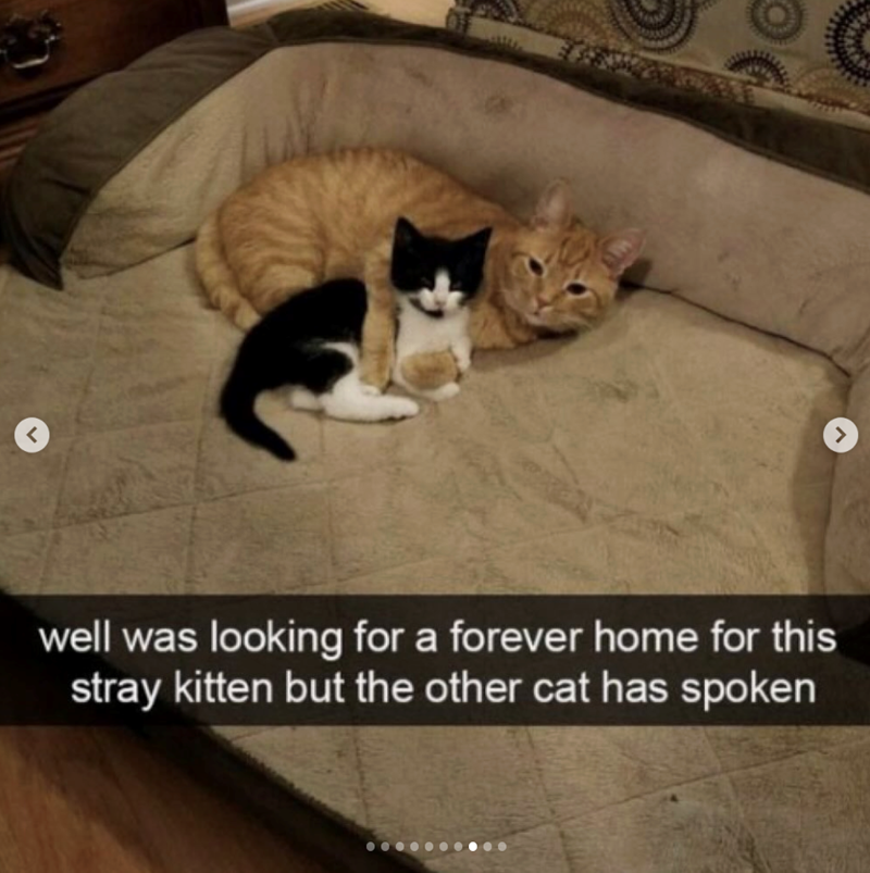 > well was looking for a forever home for this stray kitten but the other cat has spoken >