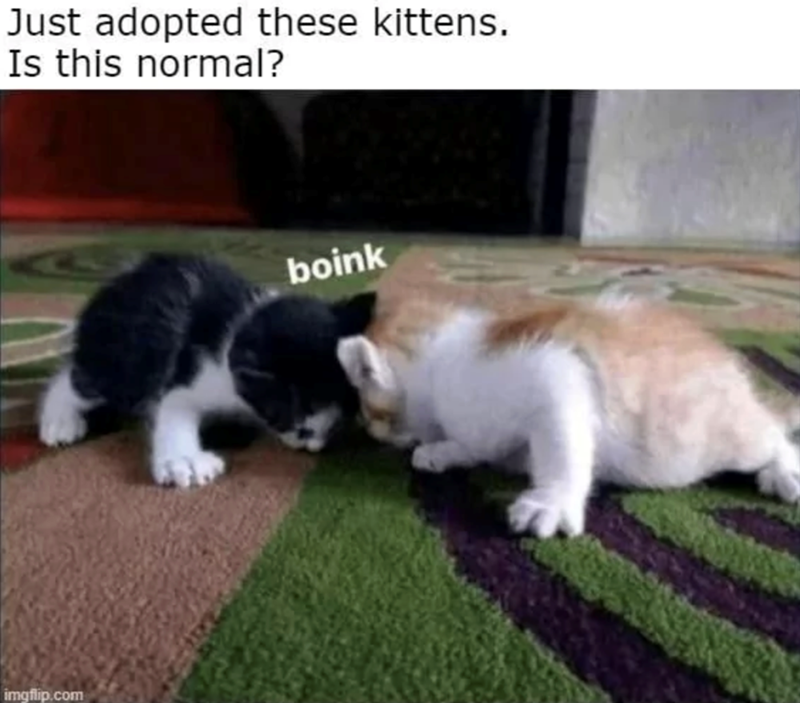 Just adopted these kittens. Is this normal? imgflip.com boink