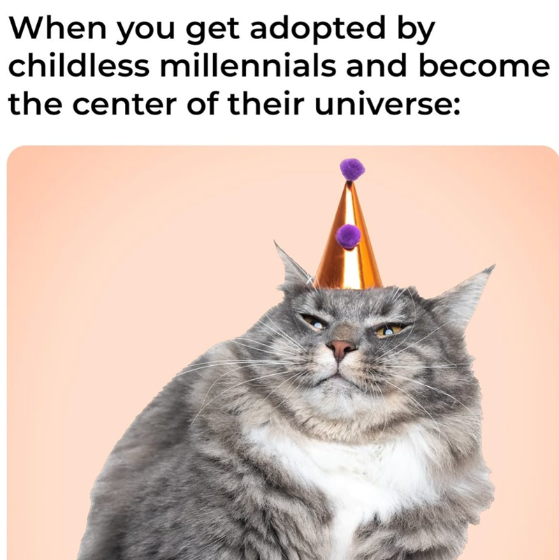 When you get adopted by childless millennials and become the center of their universe: