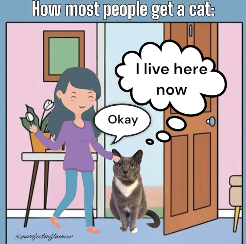 How most people get a cat: @purrfectinfluencer Okay I live here now