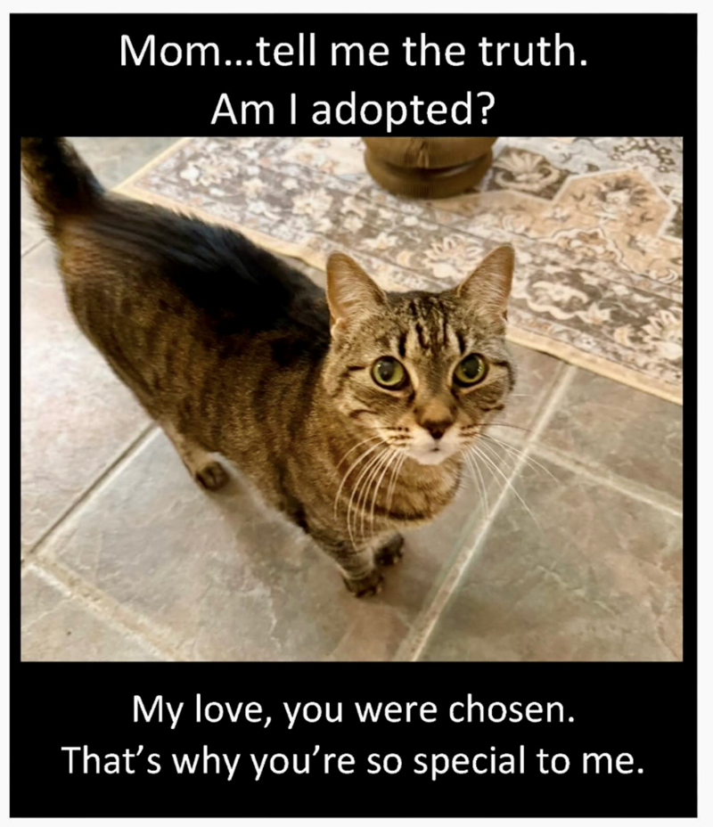 Mom...tell me the truth. Am I adopted? My love, you were chosen. That's why you're so special to me.