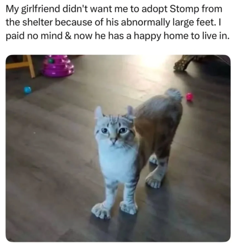 My girlfriend didn't want me to adopt Stomp from the shelter because of his abnormally large feet. I paid no mind & now he has a happy home to live in.